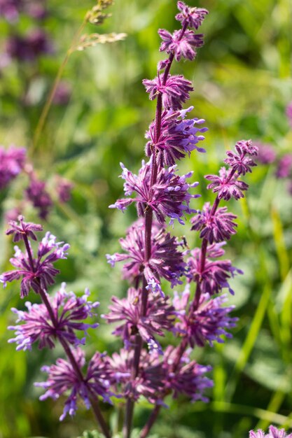 Flores em um prado