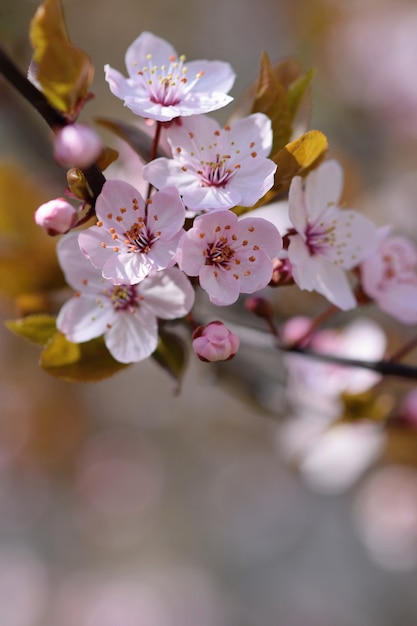 &quot;Flores florescendo na árvore&quot;