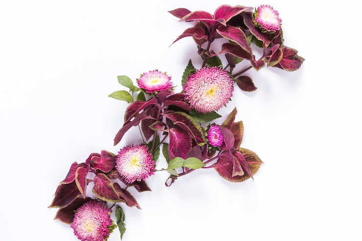 Foto grátis flores frescas de rosa na superfície branca