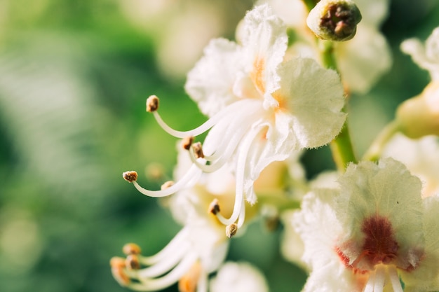 Flores frescas, florescendo no jardim