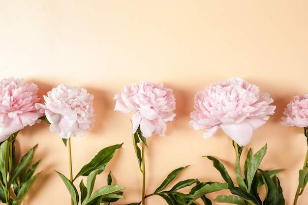 Foto grátis flores frescas lindas peônia