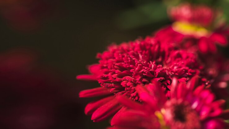 Foto grátis flores frescas vínicas surpreendentes