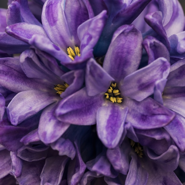 Flores frescas violetas surpreendentes com pistilos amarelos