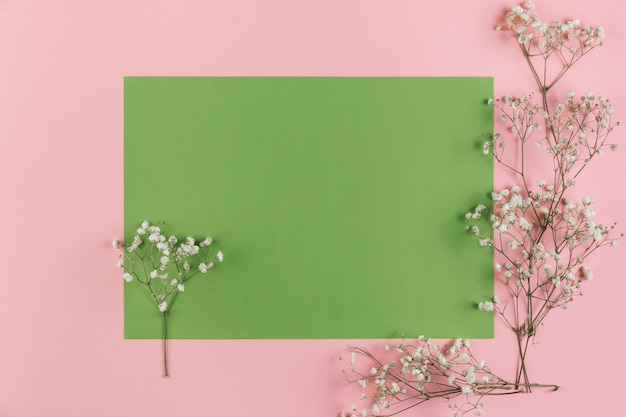 Foto grátis flores gypsophila no fundo verde e rosa em branco