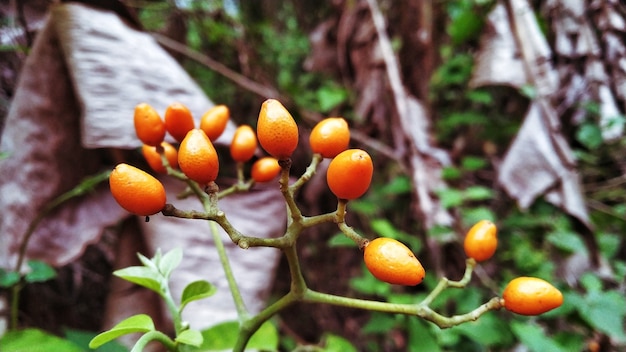 Flores Junglee de cor laranja