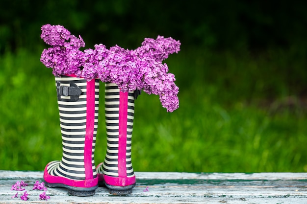 Flores lilás em botas de borracha listradas. composição criativa de primavera.