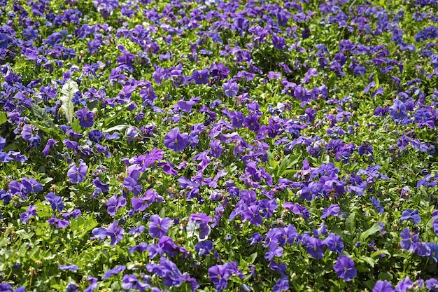 flores lilás em um jardim