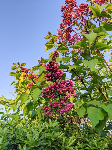 Flores lilases desabrochando em uma árvore com o céu azul