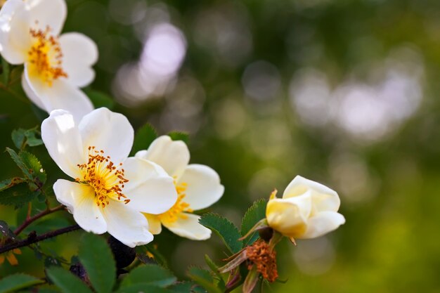 flores mais curtas com espaço de cópia