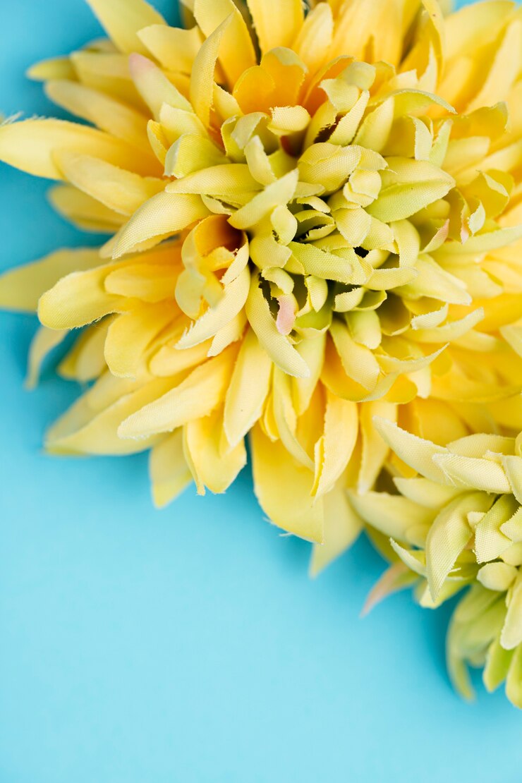 Foto grátis flores muito amarelas sobre fundo azul
