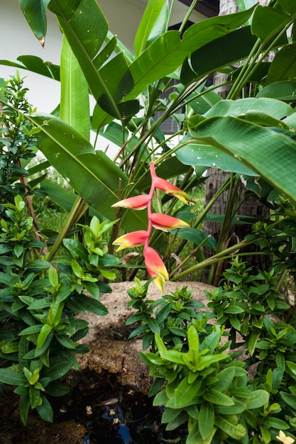 Foto grátis flores na praia