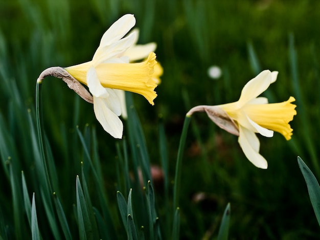 Foto grátis flores no campo