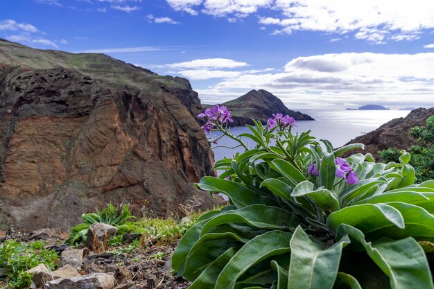 Flores roxas com uma bela vista da Ilha da Madeira em Portugal