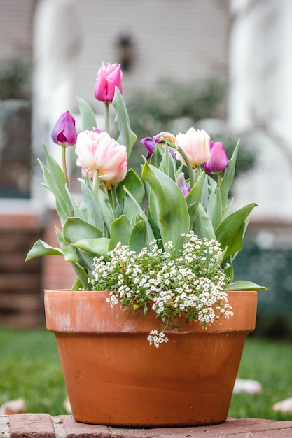 Flores roxas em vaso de barro marrom