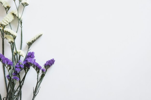 Flores selvagens à esquerda para a primavera