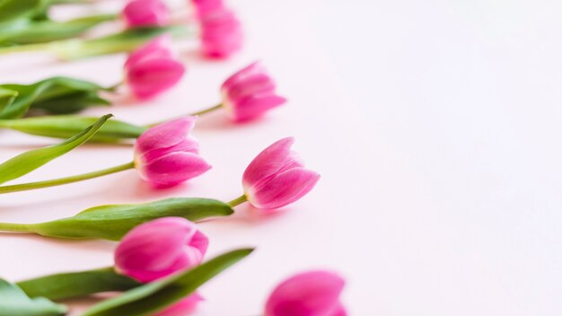 Flores tulipa colorida decorativa em um fundo