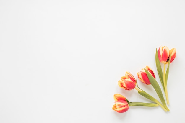 Foto grátis flores tulipa vermelha na mesa branca