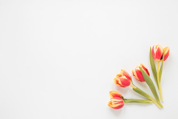 Flores tulipa vermelha na mesa branca