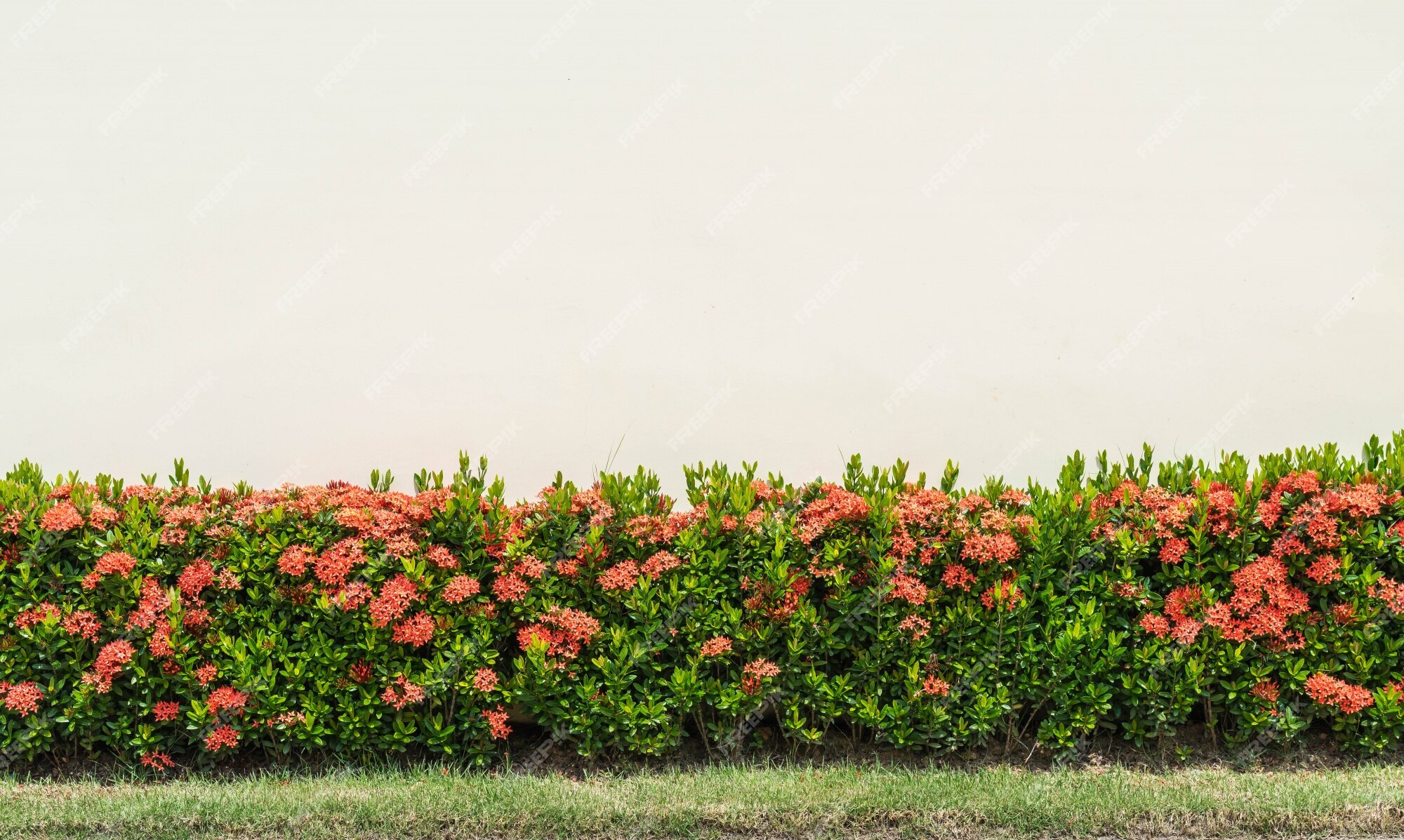 Flores vermelhas de ixora | Foto Grátis