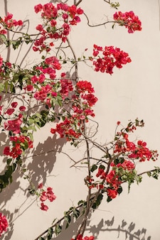 Flores vermelhas em parede bege com sombras de luz solar