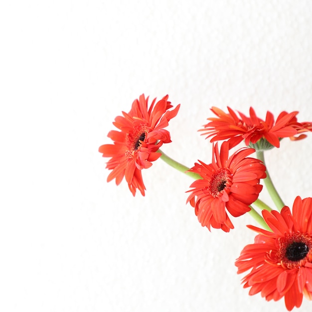 Flores vermelhas sobre fundo branco para aniversário, aniversário, casamento floral frame