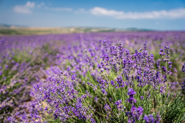 Flores violetas de lavanda no grande campo em um dia ensolarado