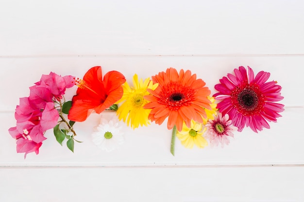 Flores vivas dispostas em branco