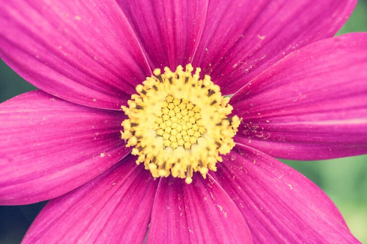Foto grátis flores