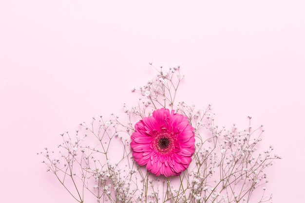 Flores