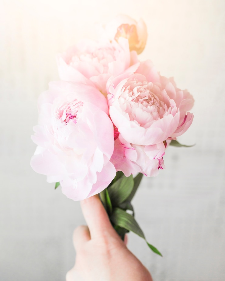 Foto grátis flores