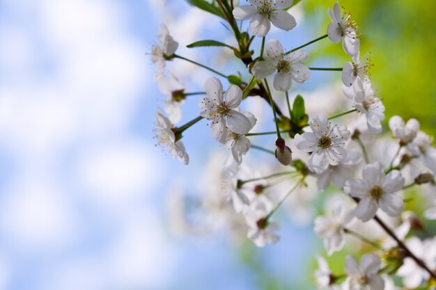 Floresce ramo de árvore com copyspace