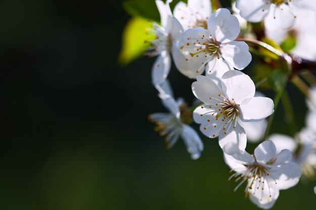 Floresce ramo em fundo desfocado