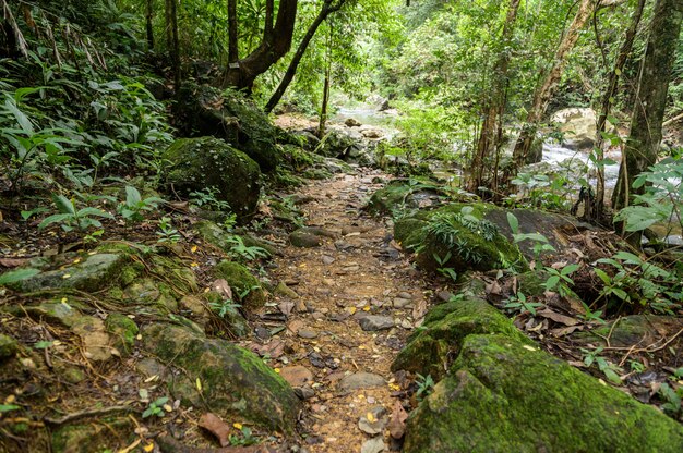 Floresta abundante na Tailândia