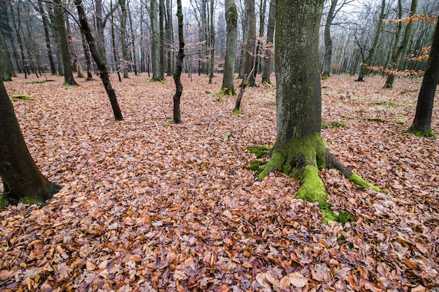 Floresta assustadora com céu sombrio