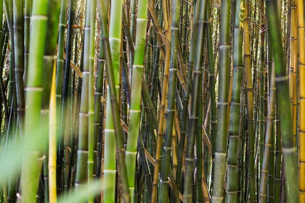 Floresta botânica de bambu à luz do dia