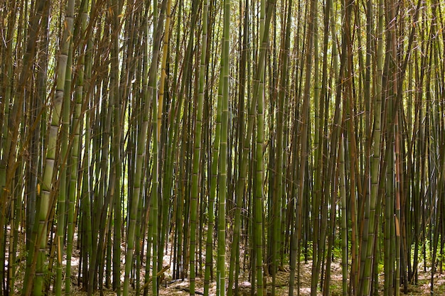 Foto grátis floresta botânica de bambu à luz do dia