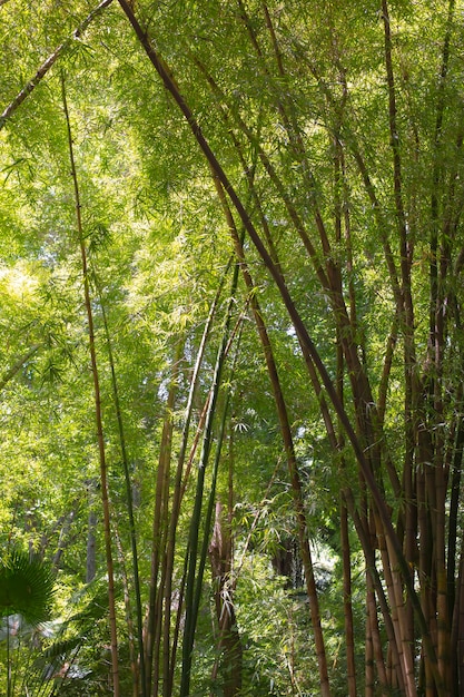 Floresta botânica de bambu à luz do dia