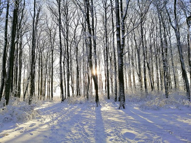 Floresta cercada por árvores cobertas de neve sob o sol em Larvik, na Noruega