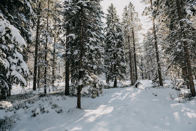 Floresta cercada por árvores cobertas de neve sob o sol no inverno