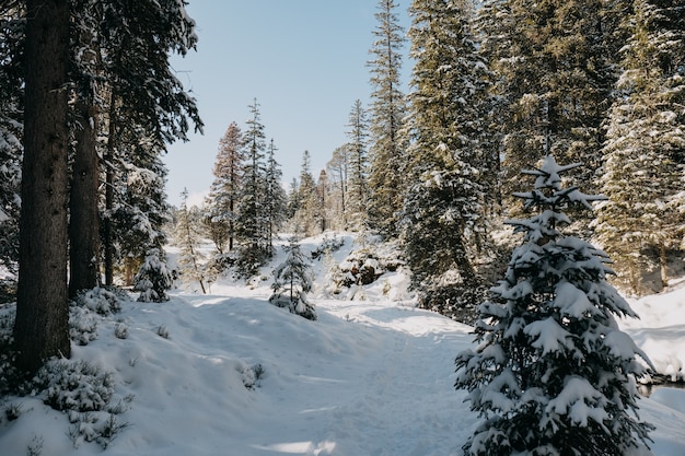 Floresta cercada por árvores cobertas de neve sob o sol no inverno