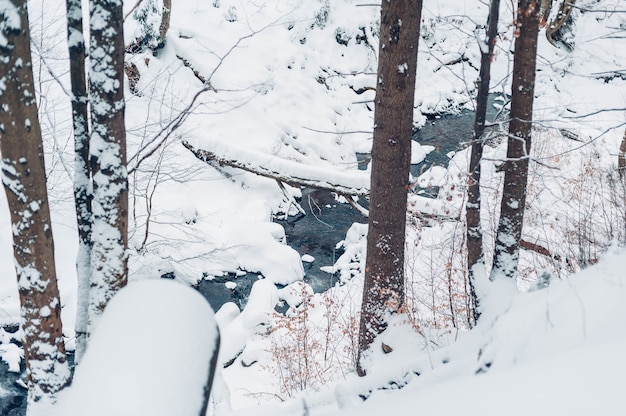 Floresta coberta de árvores e neve durante o dia no inverno