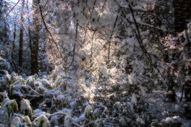 Floresta coberta de neve no inverno