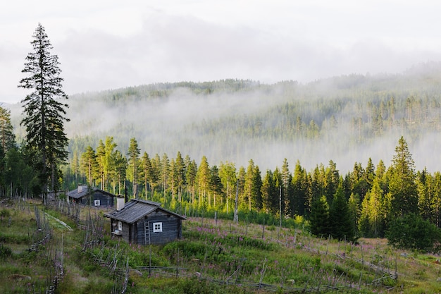 Floresta coberta de névoa e uma única casa na Suécia