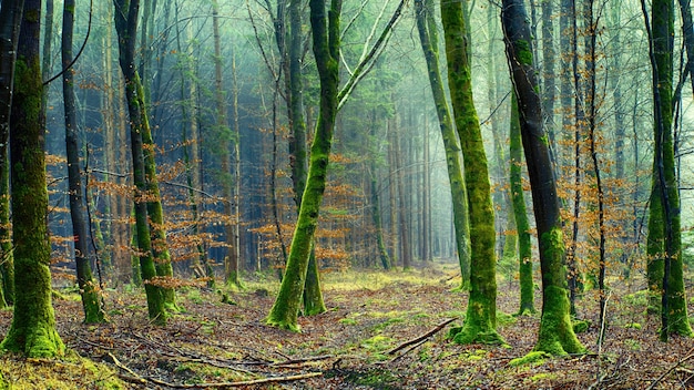 Floresta com árvore e musgo