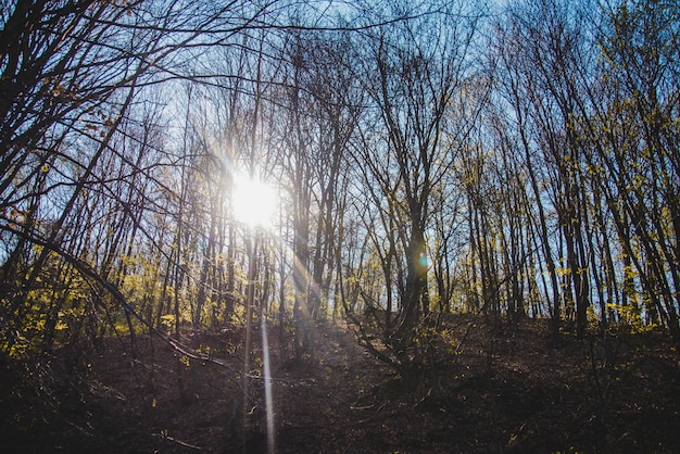 Floresta com árvores ao pôr do sol