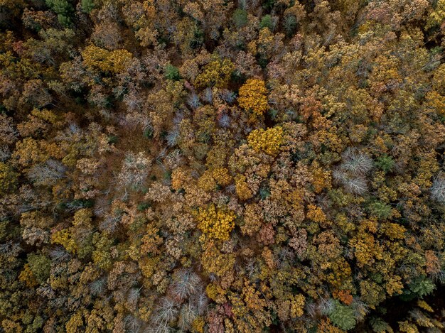 Floresta com árvores coloridas diferentes