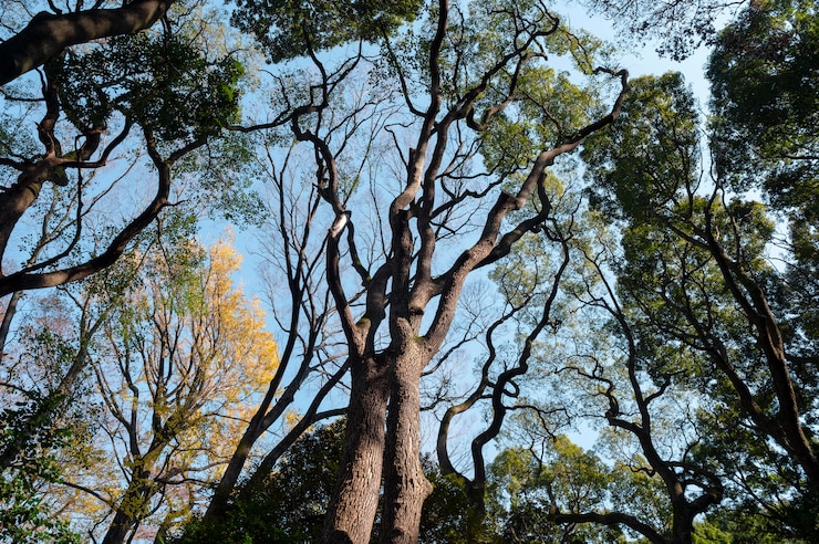 Foto grátis floresta com árvores de perto