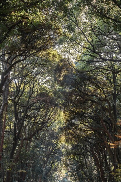 Floresta com árvores perto