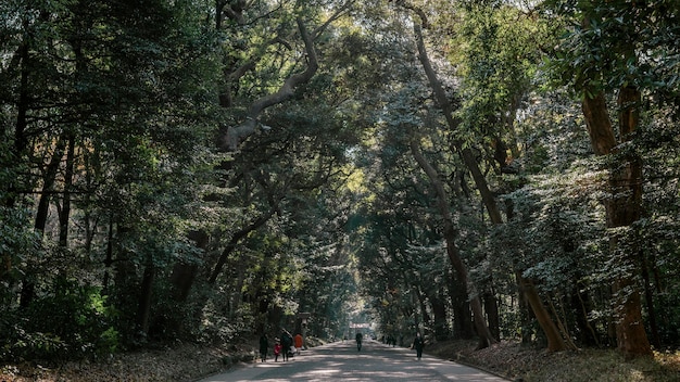 Floresta com árvores perto