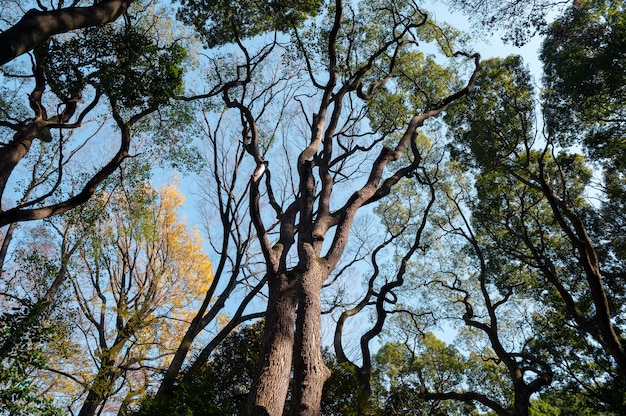 Floresta com árvores perto